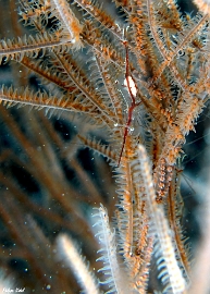 Maldives 2021 - Crevette de Psamathee - Seafan shrimp - Manipontonia psamathe - DSC00661_rc